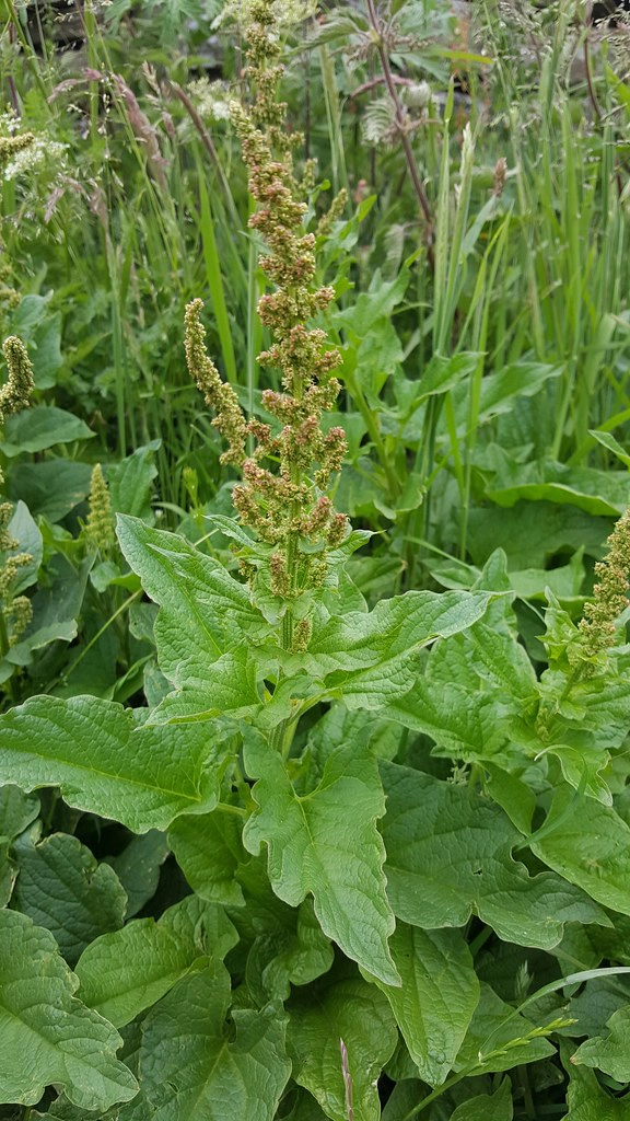 Chenopodium bonus-henricus